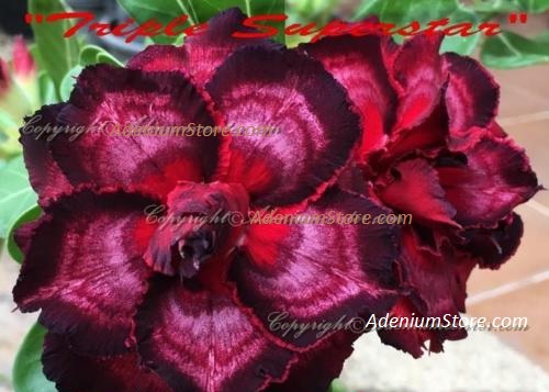 (image for) Adenium Obesum Triple Superstar 5 Seeds - Click Image to Close